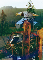 Nesting Eagles - Redwood on Lodgepole Pine in Truckee CA - © Ken Newman Sculptures 2026